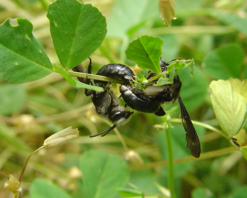 Acrobatico accoppiamento di Andrena pilipes